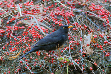 blackbird on cotoneaster bush - 746112090