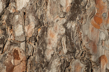real pine bark background - 746112203