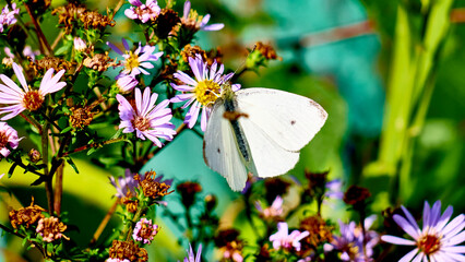 beautiful butterfly sits on the wildflowers. general plan. color