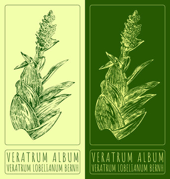 Drawing VERATRUM ALBUM. Hand drawn illustration. The Latin name is VERATRUM LOBELIANUM BERNH.
