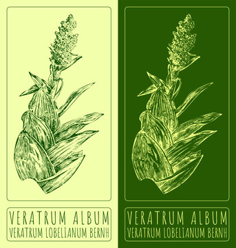 Vector drawing VERATRUM ALBUM. Hand drawn illustration. The Latin name is VERATRUM LOBELIANUM BERNH