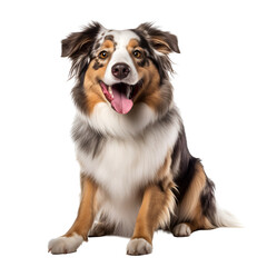 Australian Shepherd Sitting Happily: A Cute Dog Portrait, Isolated on Transparent Background, PNG