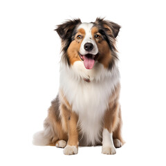 Sitting Australian Shepherd: A Portrait of a Happy and Cute Dog, Isolated on Transparent Background, PNG