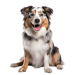 Australian Shepherd: A Happy and Cute Sitting Dog Portrait, Isolated on Transparent Background, PNG
