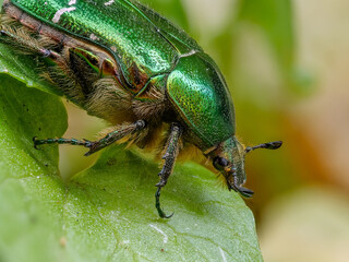 Naklejka premium Goldglänzender Rosenkäfer (Cetonia aurata)