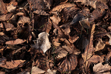 close up of leaves