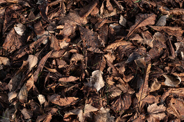 leaves background