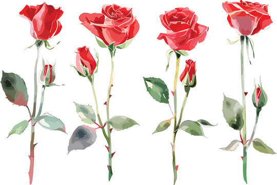 Vintage red rose flowers watercolor set. Collection of red roses isolated on white background. Vector illustration