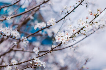 Beautiful branch with white blossom in a spring garden. \
