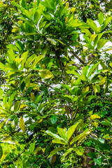 ripening growing coffee beans green bush coffee plantation