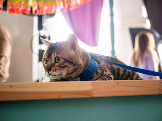 Portrait of a Bengal cat, a cat on a leash sitting on a table. s