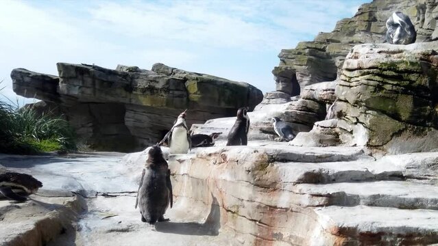 pingouins sur des rochers