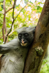 Zanzibar red king colobus closeup