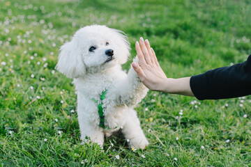 Cute Bichon Frise puppy playing with owner. Portrait of a puppy. - obrazy, fototapety, plakaty