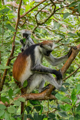 Zanzibar red king colobus closeup