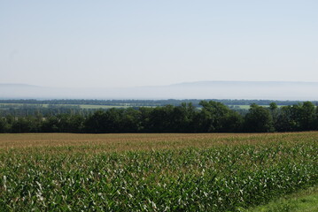 Corn field in the Stavropol region. Summer sunny day, temperate steppes, a wide field is sown with corn, the plants have already grown and their seeds are ripening. In distance there are forest belts.