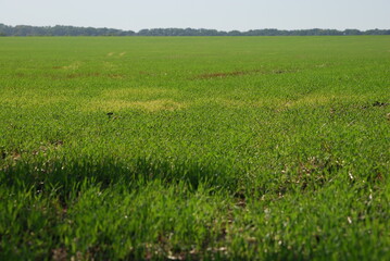 Field with green grass in Stavropol region. Summer sunny day, temperate steppes, a wide field is sown with young green grass, the plants have already grown. A forest belt is visible in the distance.