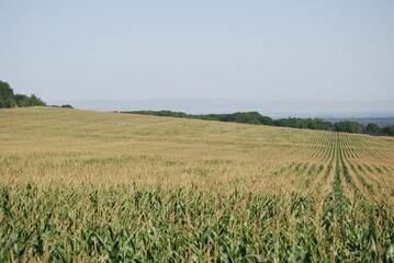 Corn field in the Stavropol region. Summer sunny day, temperate steppes, a wide field is sown with corn, the plants have already grown and their seeds are ripening. In distance there are forest belts.