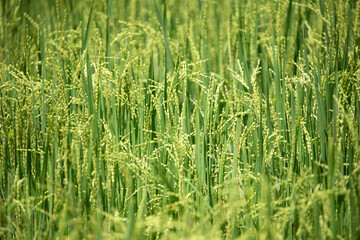 Beautiful golden rice field