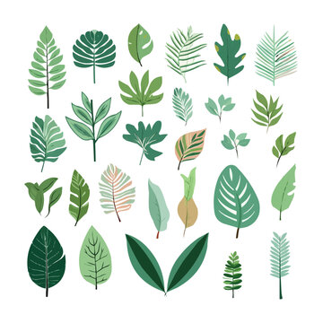Set of tropical branches and leaves plants on free shape element isolated on background. Vector illustration