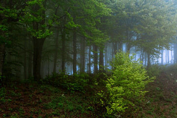 forest in the morning