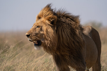 male lion in the savannah - Chobe National Park, Botswana