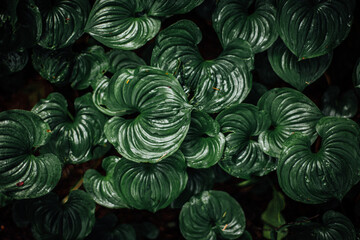 Moody Background of Unique Leaves in forest