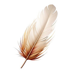 autiful feather isolated on white background.png