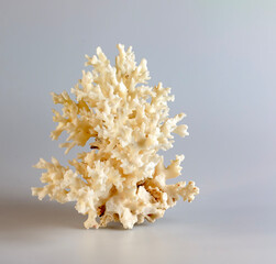 Sea coral souvenir. Isolated on a white background.