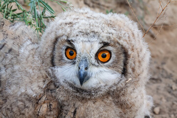 Portrait of Eurasian eagle-owl juvenile (Bubo bubo) sitting near the nest in natural desert...