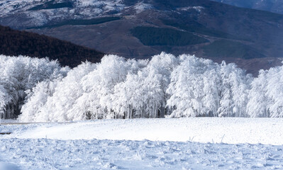 snow covered mountains