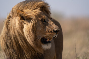 male lion in the savannah - Chobe National Park, Botswana