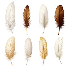 Colorful feathers on isolated on white background.png