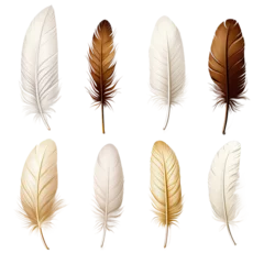 Türaufkleber Federn Colorful feathers on isolated on white background.png