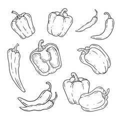 set of bell pepper illustration in doodle style. Hand drawn Bulgarian pepper. Sketch red hot chili peppers . Fresh vegetable isolated on white background. Sketch. Vector illustration