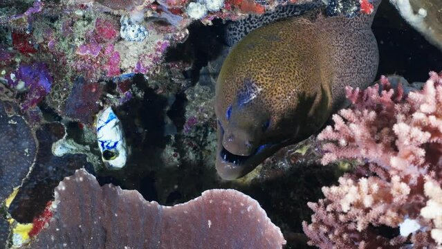 Moray Eel in a hole in the Reef - Komodo Archipelago in Indonesia