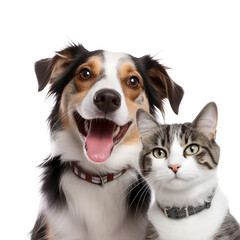 Looking at the Camera Together: A Portrait of a Happy Dog and Cat’s Amazing Friendliness, Isolated on Transparent Background, PNG