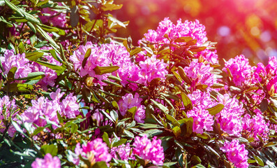 pink rhododendron blooms in the Botanical garden