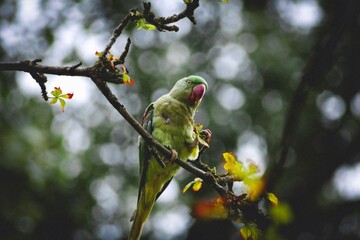 branch of a tree with buds
