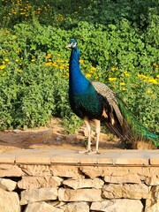 Fototapeta premium peacock in the park