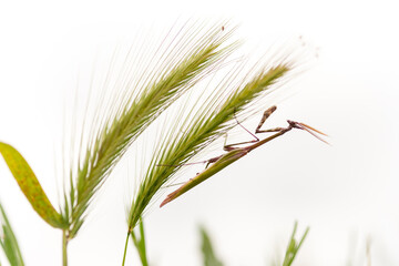 praying mantis on the grass Empusa pennata, or the conehead mantis