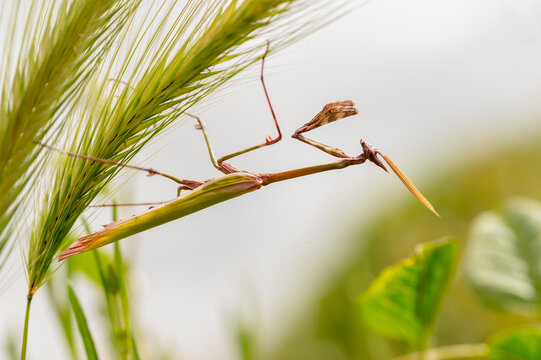 praying mantis on the grass Empusa pennata, or the conehead mantis