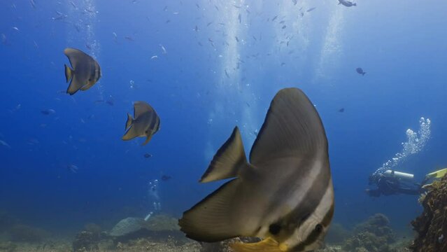Batfish over the Reef - Komodo Archipelago in Indonesia