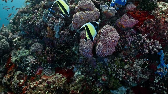 Moorish Idol over the Reef - Komodo Archipelago in Indonesia