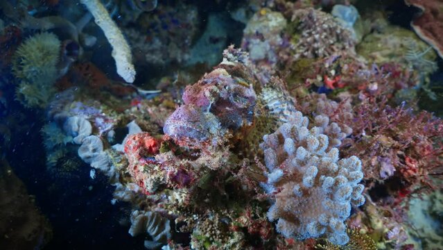 Scorpion fish on the Coral - Komodo Archipelago in Indonesia