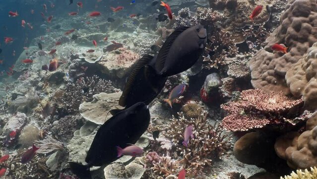 School of Unicorn surgeonfish over the Reef - Komodo Archipelago in Indonesia