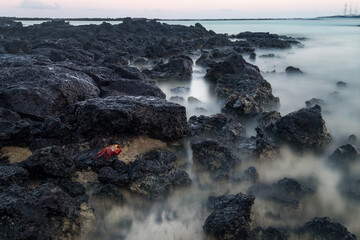 Rocky beach full of red crabs while the incoming tide starts to cover the rocks at Santa Cruz...