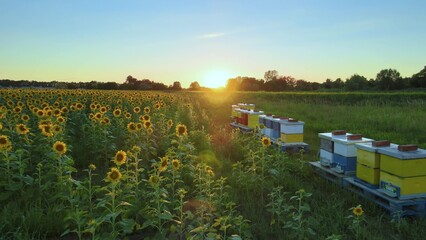 Aerial view around beehives at a honey apiary close to a sunlit flower field