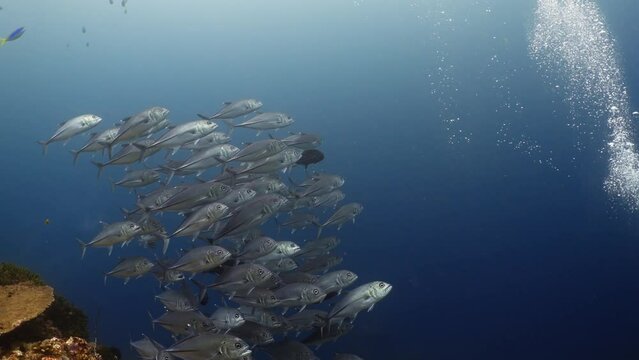 Shoal of Jackfish, Trevally - Komodo Archipelago in Indonesia
