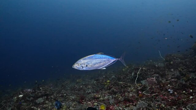 Jackfish over the reef - Komodo Archipelago in Indonesia